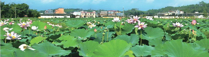 樓下村盤活村中八畝土地,成就了佛岡一景,也為該村帶來經(jīng)濟效益。