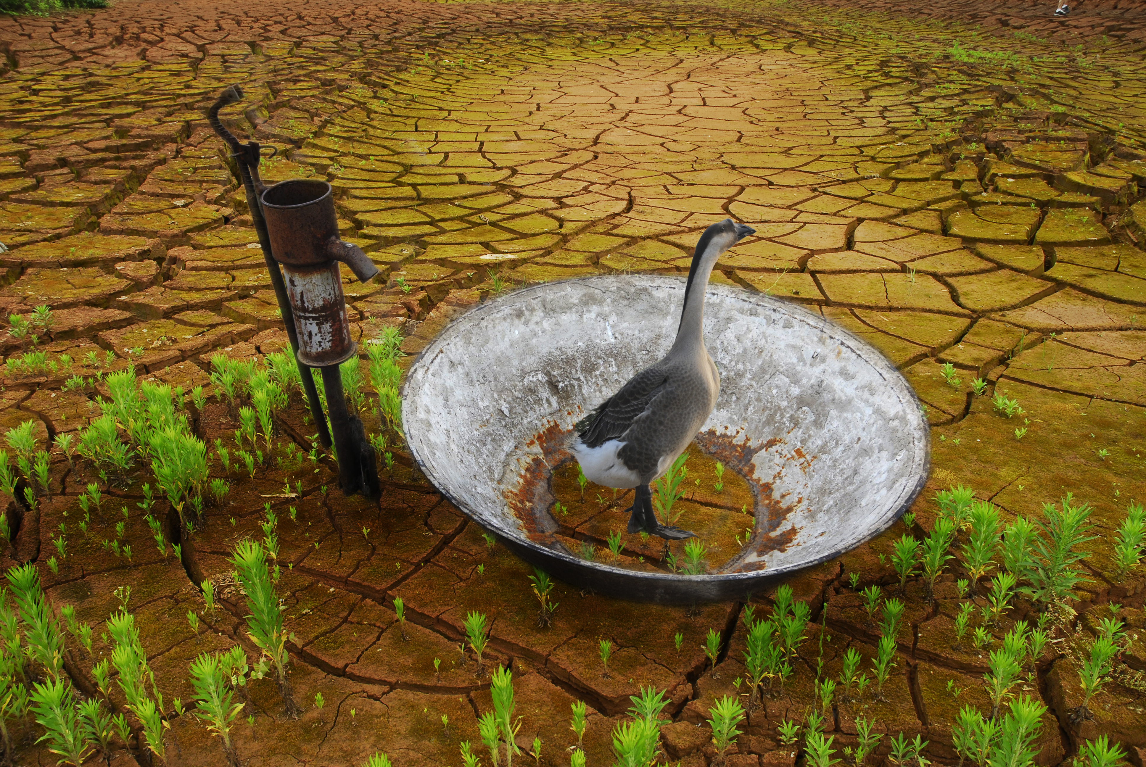 困惑  榮獲大眾攝影雜志2009雙周賽佳作獎。.jpg