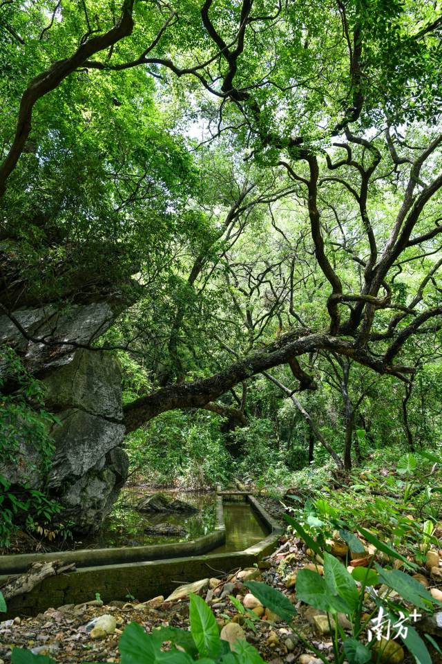 沙口鎮(zhèn)園山村背后，古樟樹錯落有致。 曾亮超 攝
