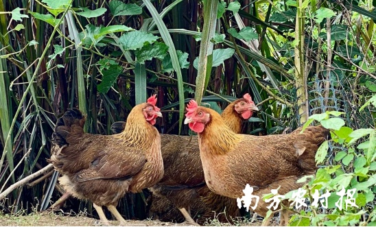 五大百億 | 清遠(yuǎn)雞，英德紅茶！入選中國(guó)農(nóng)業(yè)品牌目錄2024農(nóng)產(chǎn)品區(qū)域公用品牌